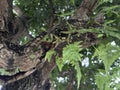 Ferns and moss thrive on an aged tree branch. Royalty Free Stock Photo