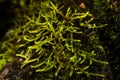 Ferns, mosses,fungi in the rain forests