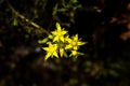 Ferns, mosses,fungi in the rain forests