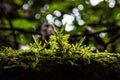 Ferns, mosses,fungi in the rain forests
