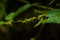 Ferns, mosses,fungi in the rain forests