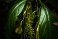 Ferns, mosses,fungi in the rain forests