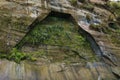 Ferns and mosses growing on a limestone cliff