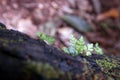 Ferns, mosses, lichens and microflora living together in forest ecosystem