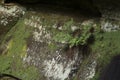 Ferns on mossy rock cliff