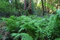 Ferns in Muir woods