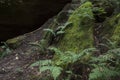 Ferns near moss covered rock