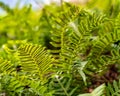 Ferns in an Oregon Forest 2 Royalty Free Stock Photo