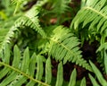 Ferns in an Oregon Forest 1 Royalty Free Stock Photo