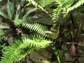 Ferns and other plants growing out of a stone wall Royalty Free Stock Photo