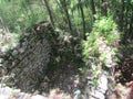 Ferns and other plants growing on ancient ruins Royalty Free Stock Photo