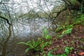 Ferns and other plants on the bank of a lake