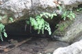 Ferns over a Rock