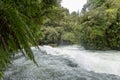 Ferns overhanging Okere Falls, Rotorua, New Zealand Royalty Free Stock Photo