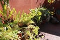 Ferns, plants
