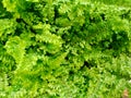 Ferns plants and leaves fresh green foliage natural floral fern background. Royalty Free Stock Photo