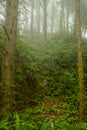 Ferns Pour Down Hillside LIke A Waterfall In The Fog Royalty Free Stock Photo