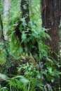 Ferns In A Pristine Florida Swamp