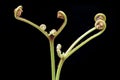 Ferns (Pteridophyte) Royalty Free Stock Photo