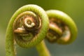Ferns (Pteridophyte) Royalty Free Stock Photo