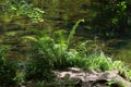 Ferns, riverbank, sunshine and shadow.