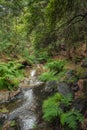 Ferns rocks and trees, landscape of wild forest with water from stream of Paredes, MortÃ¡gua PORTUGAL