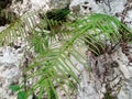 Ferns seem to thrive on the side of the cliff