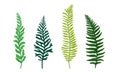 Ferns Set. Botanical Detailed Vector Illustrated Collection Royalty Free Stock Photo