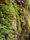 Ferns and small green moss grow on rocky mountain walls. For the natural background