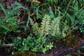 Ferns and small plant in tropical forest