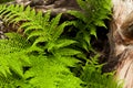 Ferns and snag with rain drops closeup