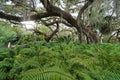 Ferns and Spanish moss covered trees in the gardens at the historic Vizcaya museum in Miami Royalty Free Stock Photo