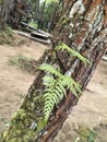 ferns that stick to pine tree trunks Royalty Free Stock Photo