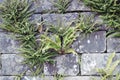 Ferns in Stone Wall