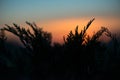 Ferns at Sunset Royalty Free Stock Photo