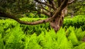 Ferns surrounding a tree in Longwood Gardens, Pennsylvania.
