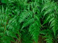 Ferns thrive on the outskirts of the forest