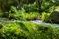 Ferns on topo of a rock with green moss and forest and stream in the background Royalty Free Stock Photo