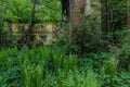 ferns and trees in an abandoned factory