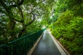 Ferns and trees along a walkway at Hong Kong Zoological And Botanical Gardens, in Hong Kong, Hong Kong.