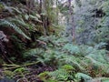 Ferns and Trees on the Grand Canyon Track in the Blue Mountains Royalty Free Stock Photo