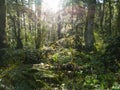 Ferns, Trees, and Light in Oregon Forest Royalty Free Stock Photo