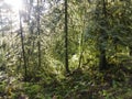 Ferns, Trees, and Sunlight in Oregon Forest Royalty Free Stock Photo