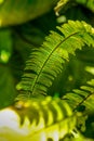 Ferns