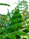 Ferns in the tropics that grow where water is available