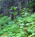 Ferns and underbrush Royalty Free Stock Photo