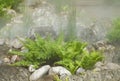 Ferns in the water vapor Royalty Free Stock Photo