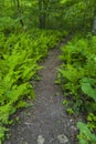 Ferns & Wildflowers, Greenbrier, Great Smoky Mountains NP