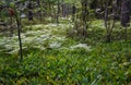 Ferns in the woods around the Sala Silvergruva, the Sala Silver mine Royalty Free Stock Photo