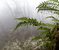 Ferns in the woods